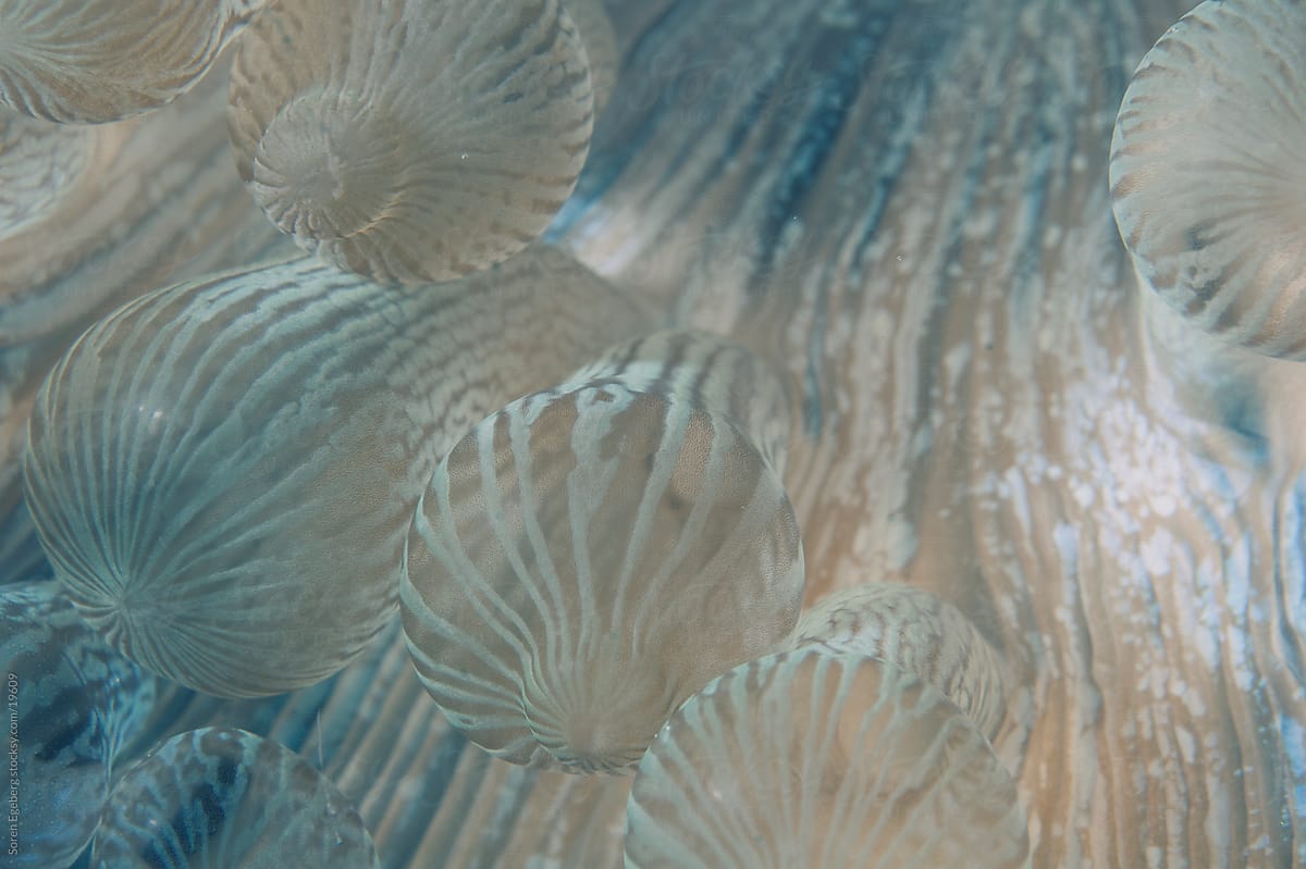 Soft bubble coral on the reef underwater in Indonesia