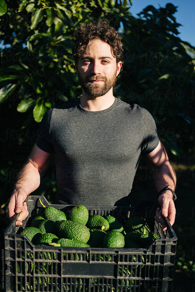 Bearded male farmer carrying box with avocados