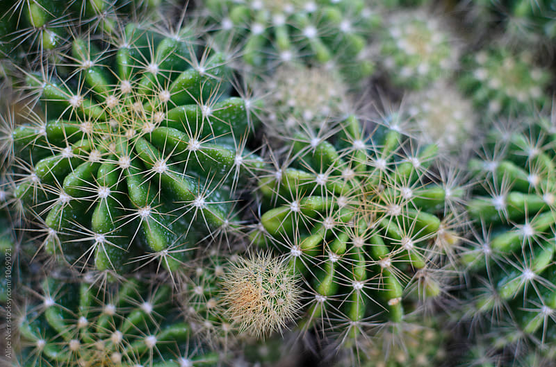 Aerial view to few spiky cactus