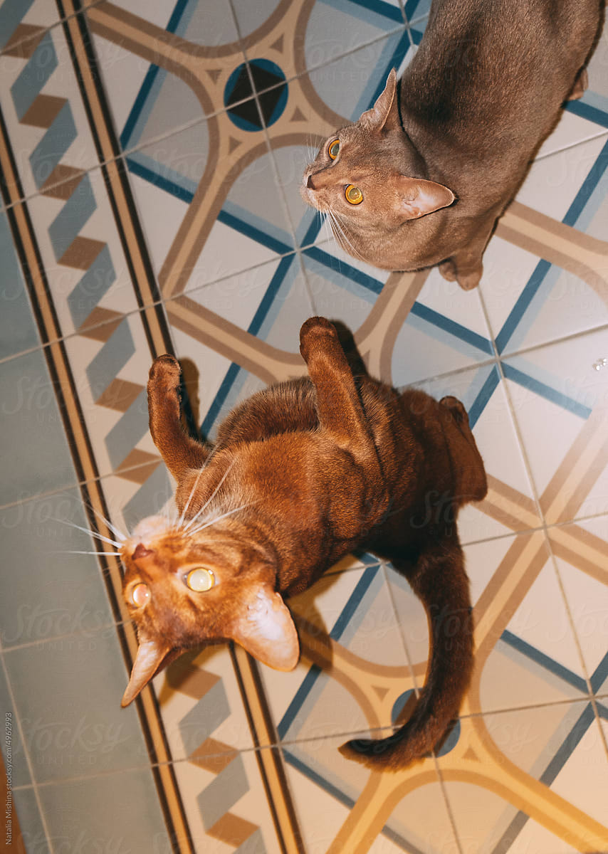 Abyssinian cats on a Scandinavian-style tile.