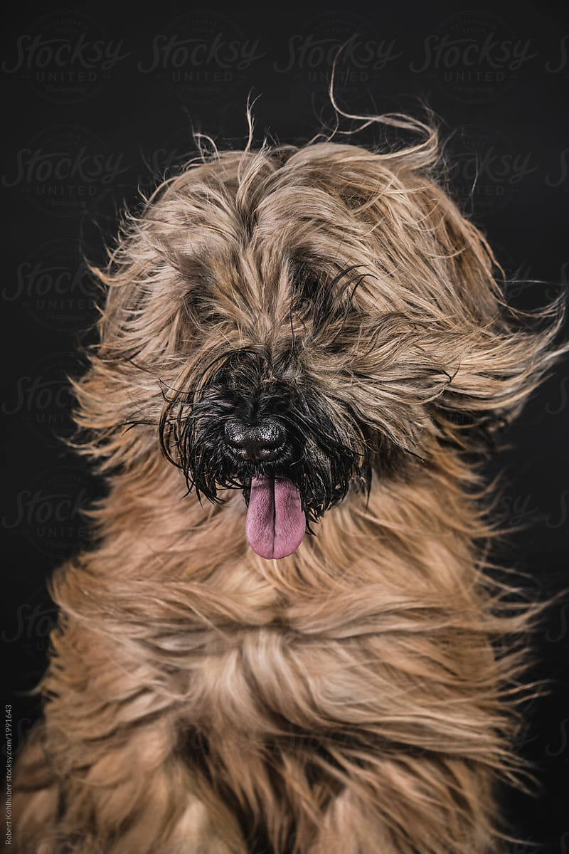 Briard dog portrait with flying hair
