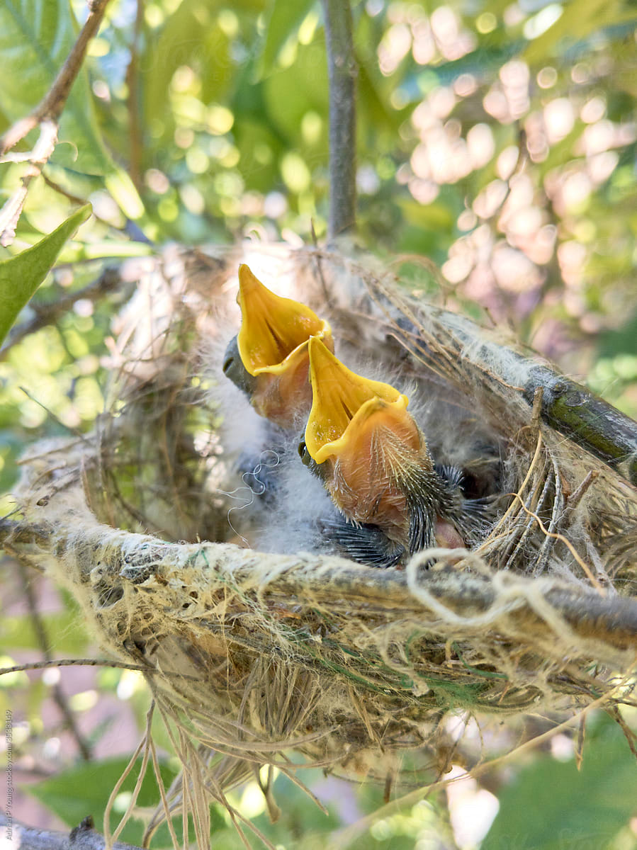 Hungry baby birds in a nest