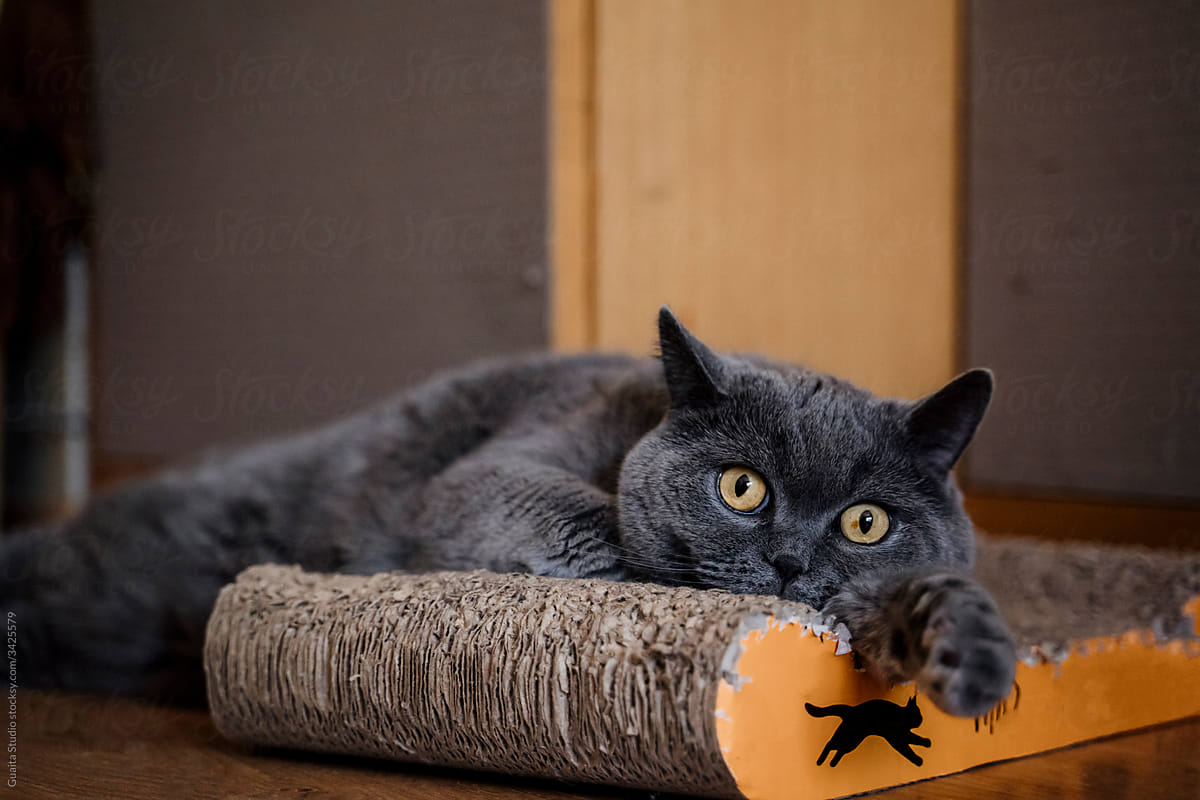 Bored cute British Shorthair cat lying down on top of cat scratcher
