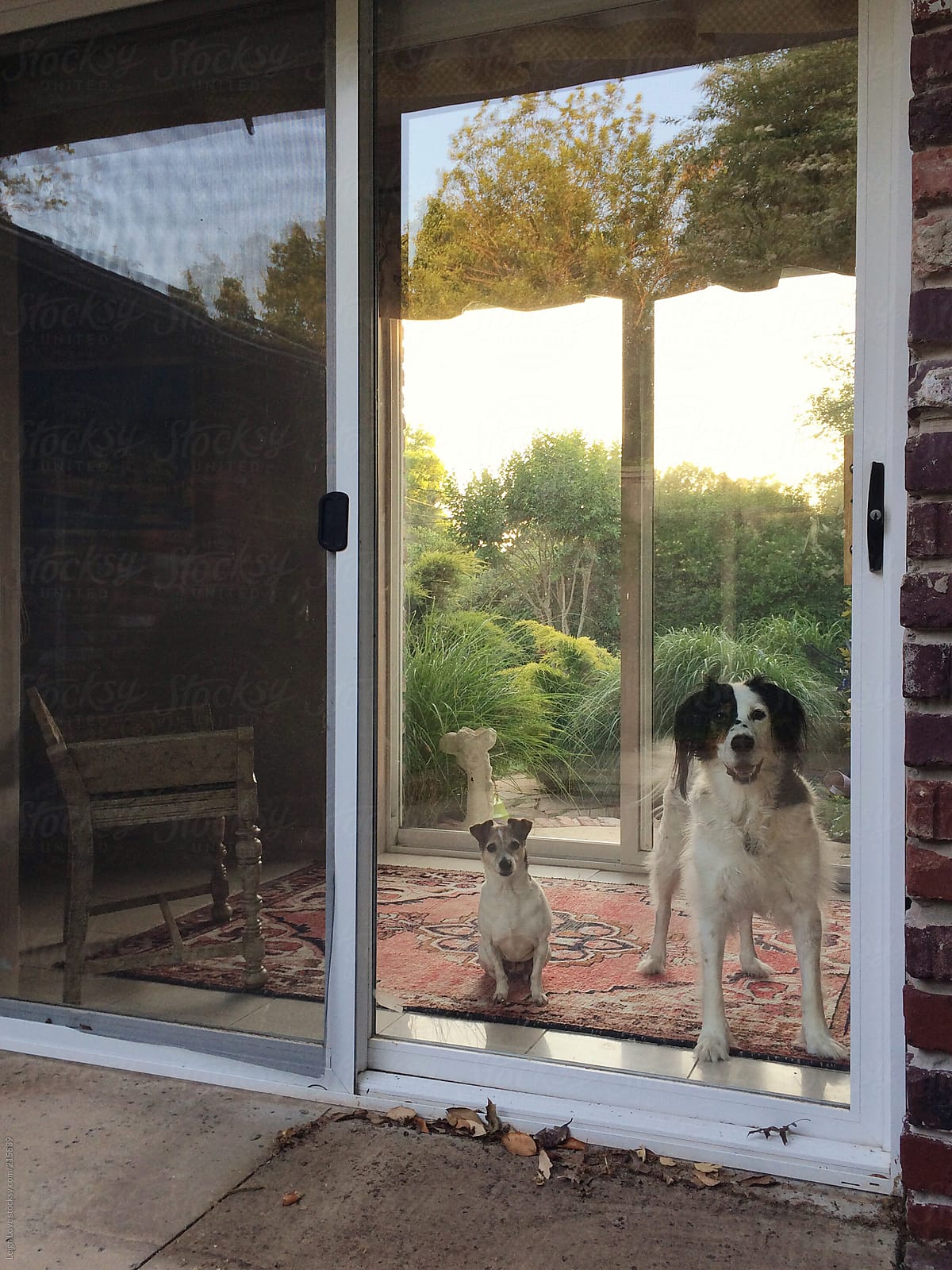 English Setter and Jack Russell Terrier Look Out The Sliding Glass Door