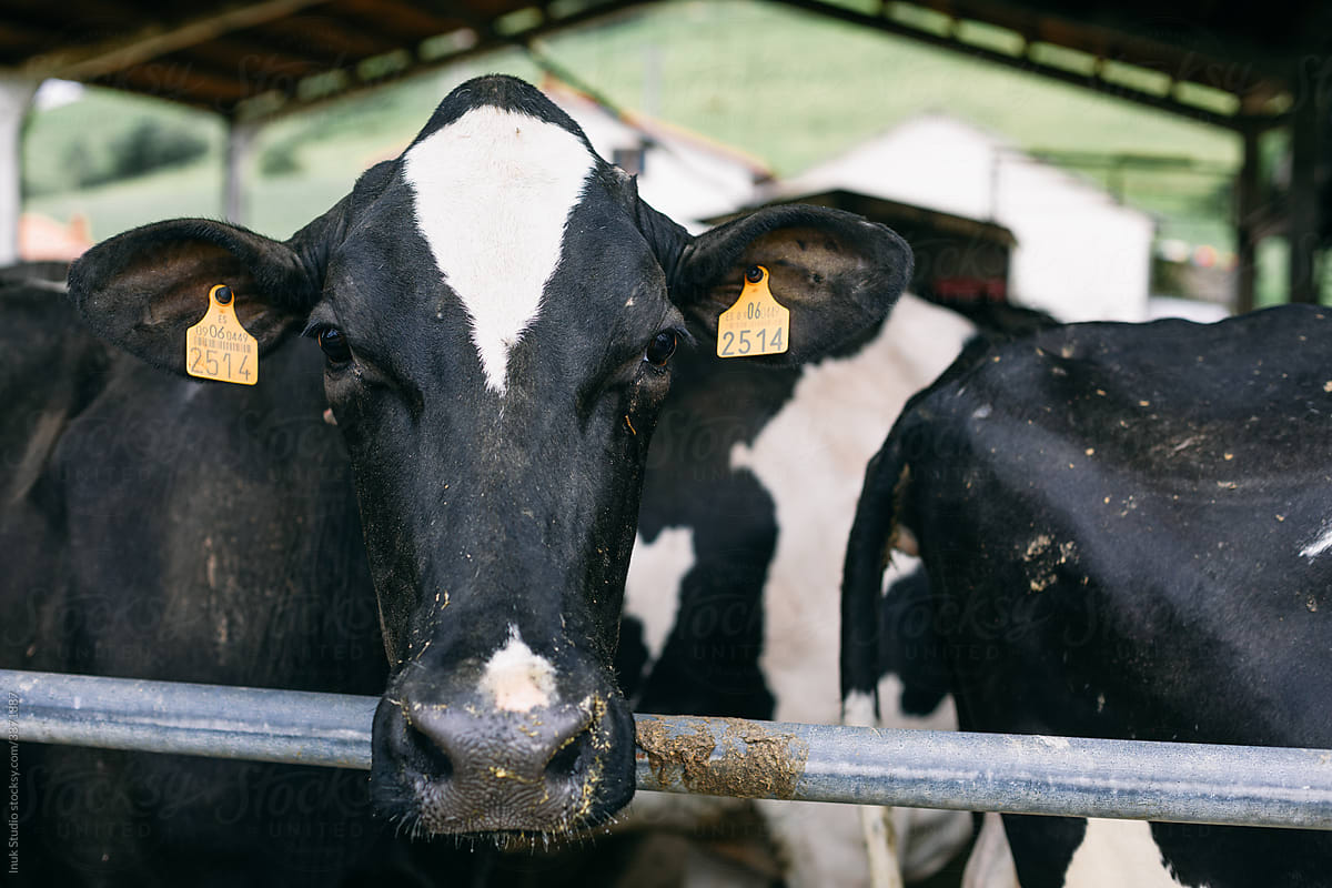Domestic cows behind enclosure on farm