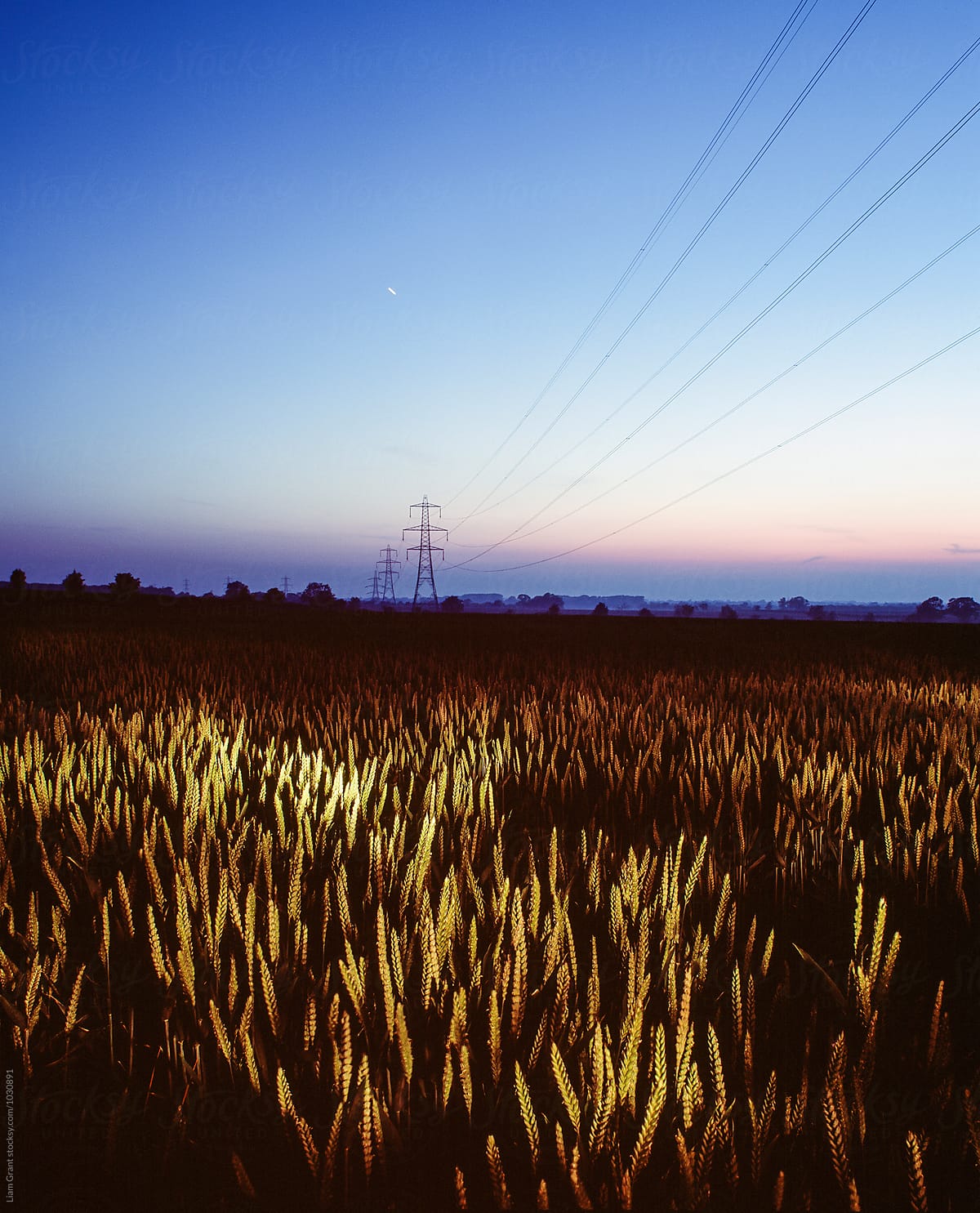 Wheat field and electricity pylon lit by torch light at twilight. Norfolk, UK.