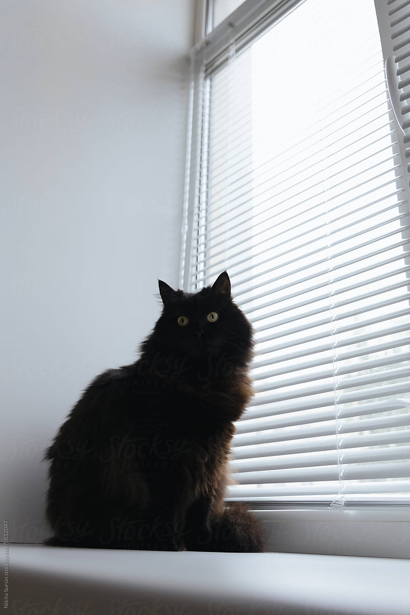 Black furry cat sits on white windowsill