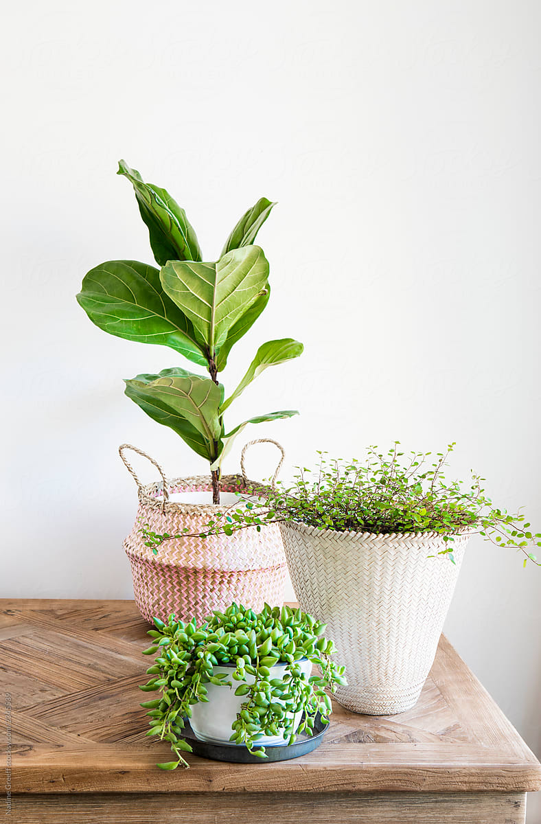 Wooden table with Indoor plants displayed in woven seagrass baskets