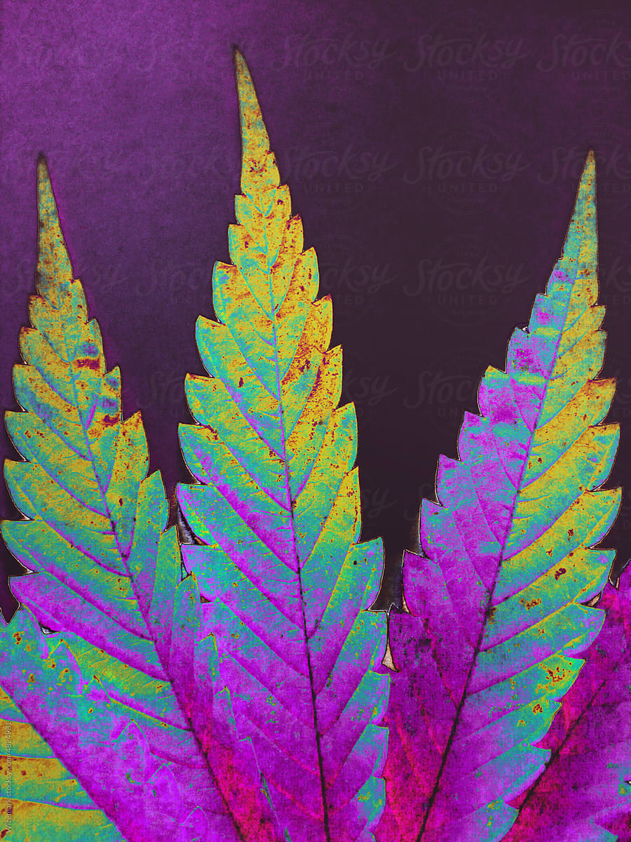 Blue, purple marijuana, cannabis leaf background