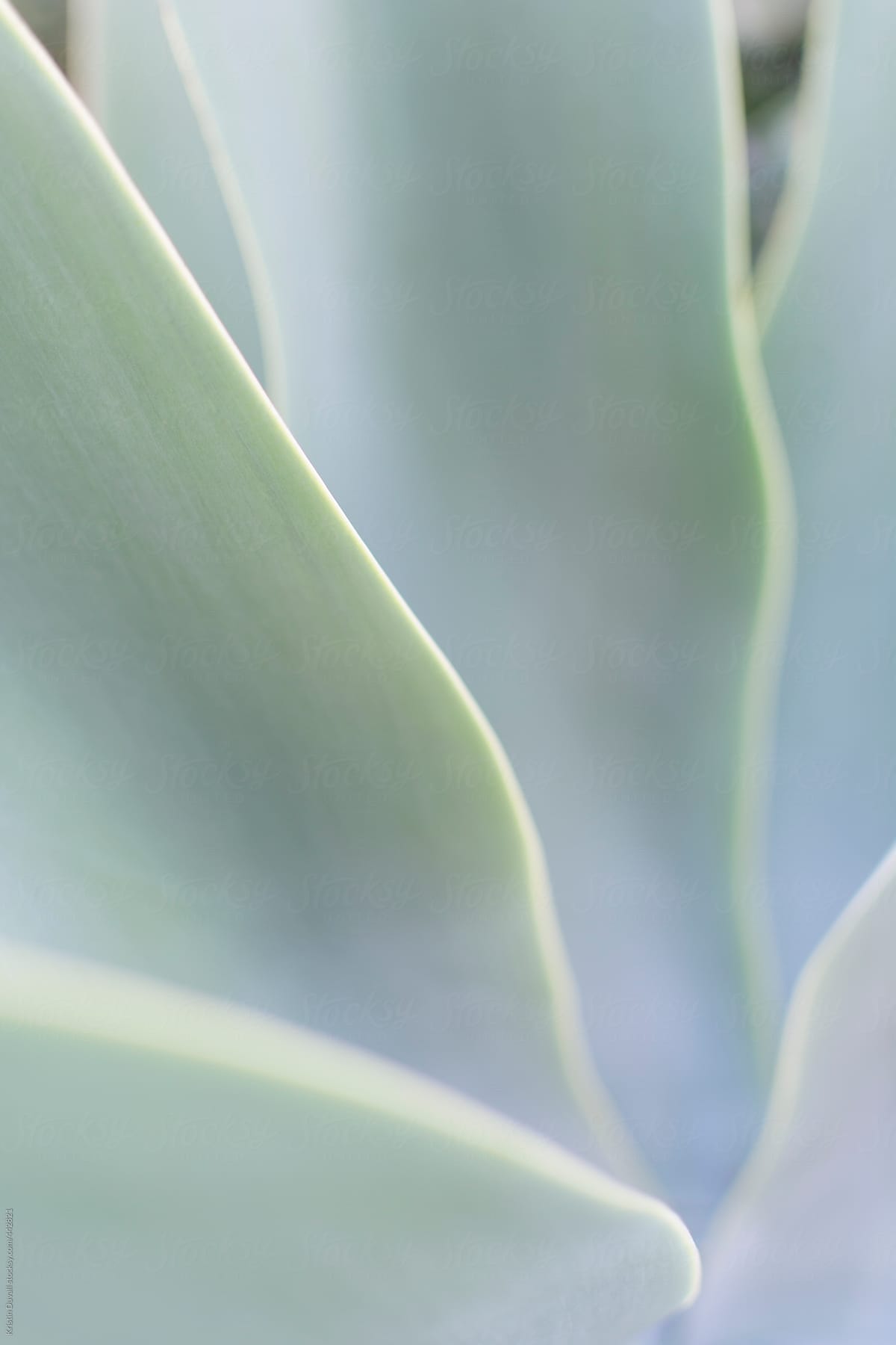 Detail of succulent leaves of Agave Americana