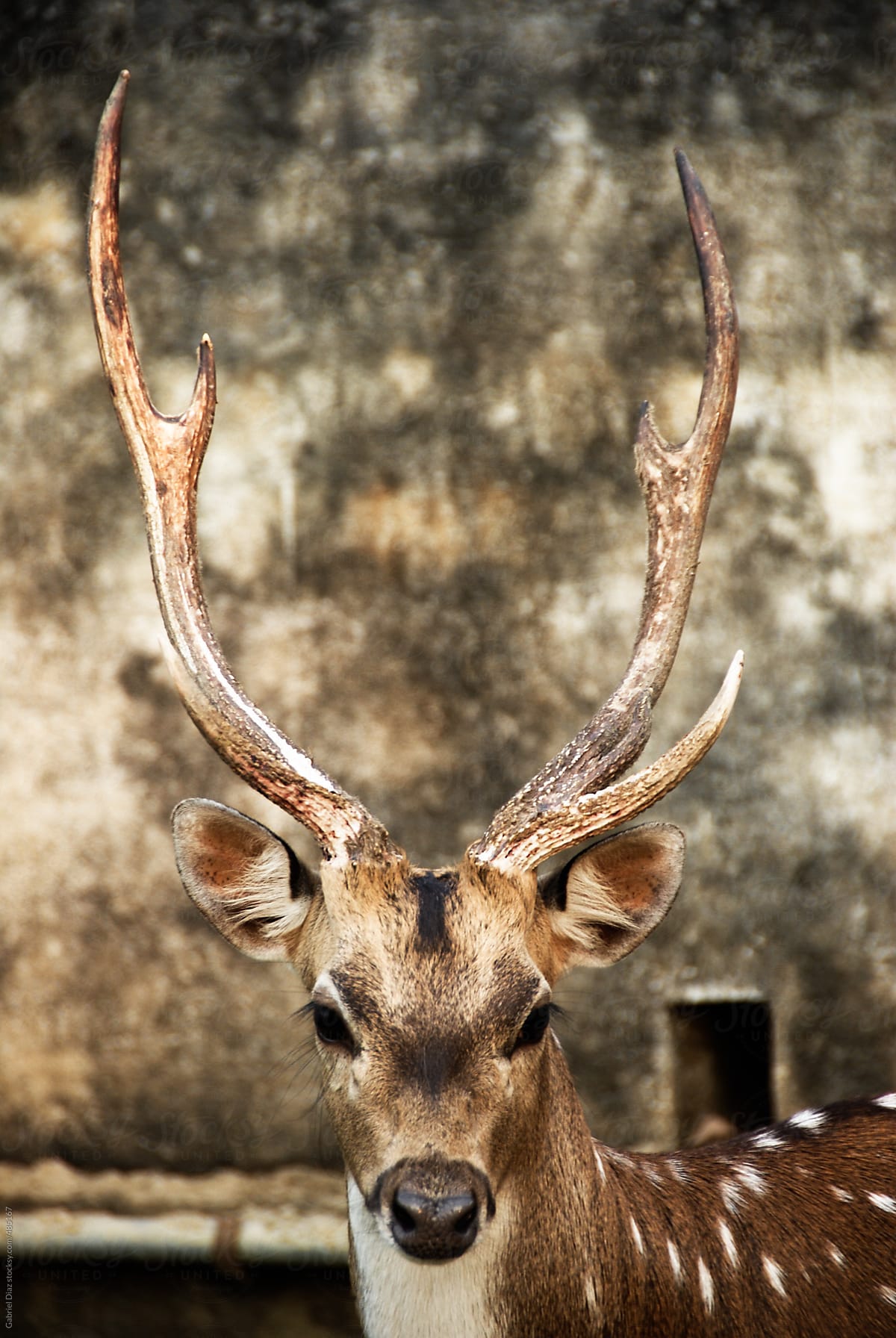 Portrait of young deer stag