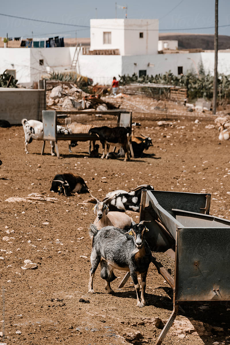 Goat flock at farm in village.