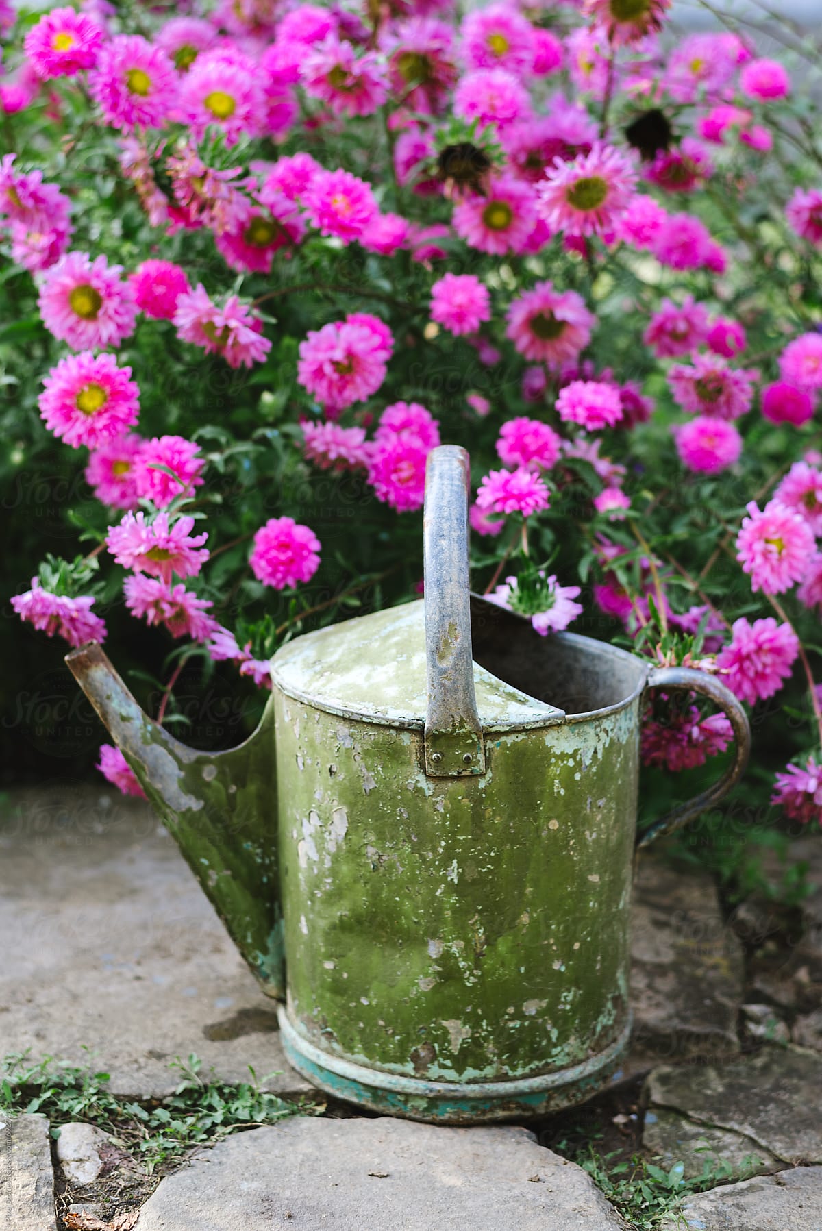 Old watering pot in front of pink flowers
