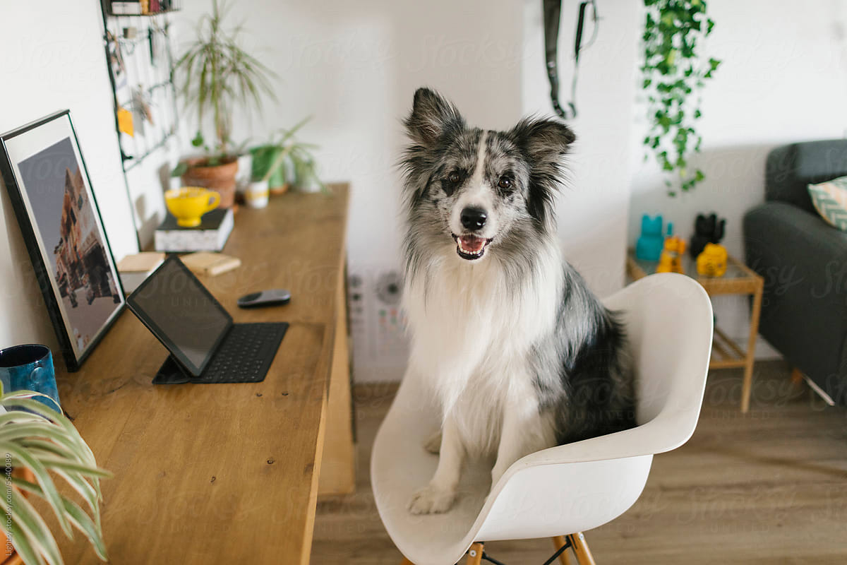 Dog sitting on a chair in front of a desk