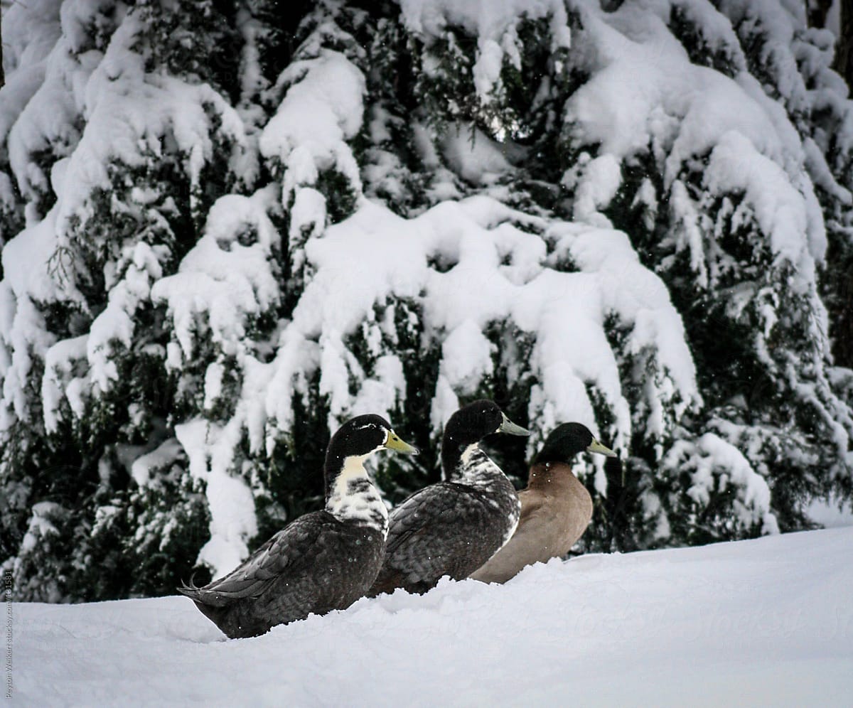 Three ducks in the snow