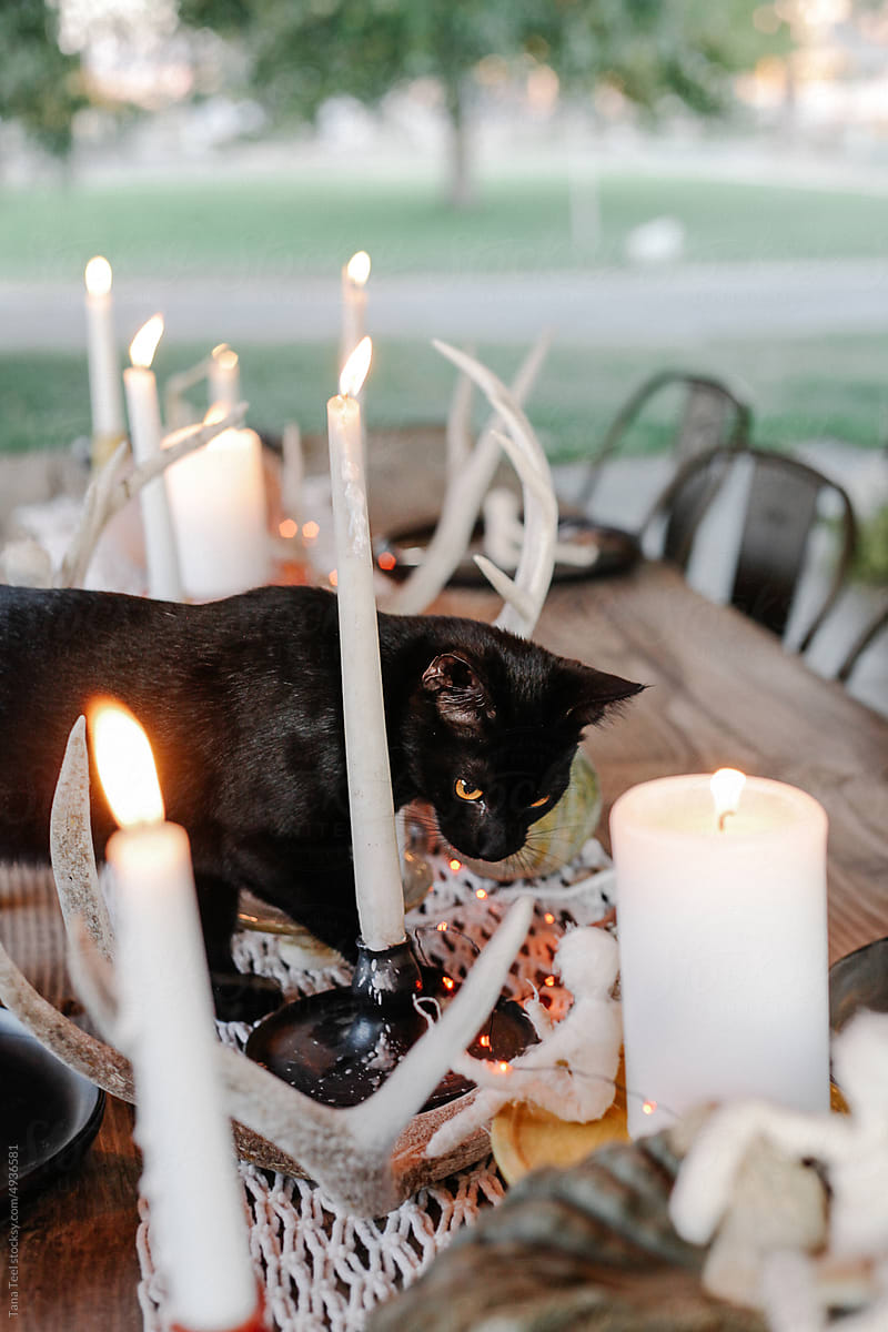 black kitten explores fall table decorations