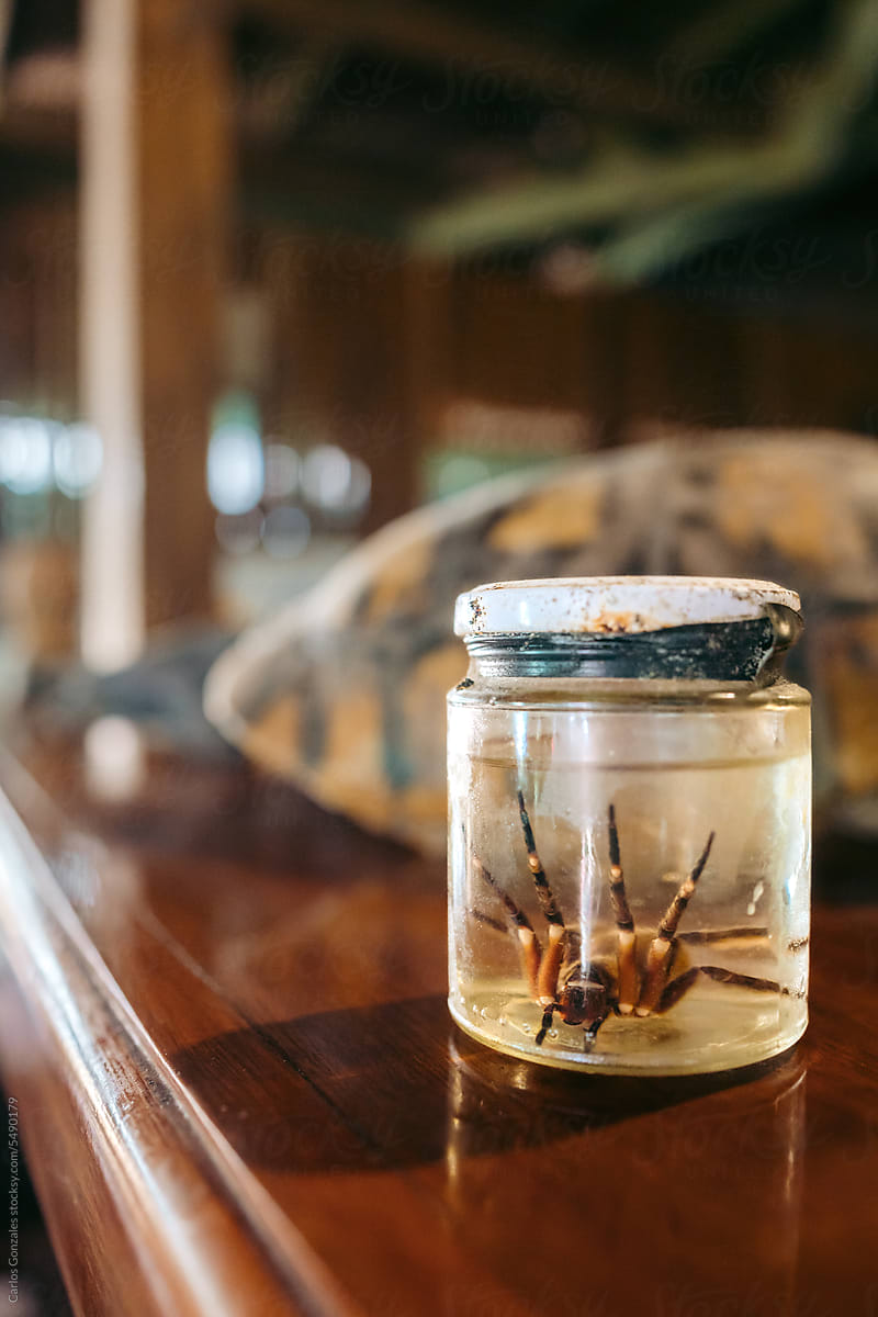 Spider in a jar