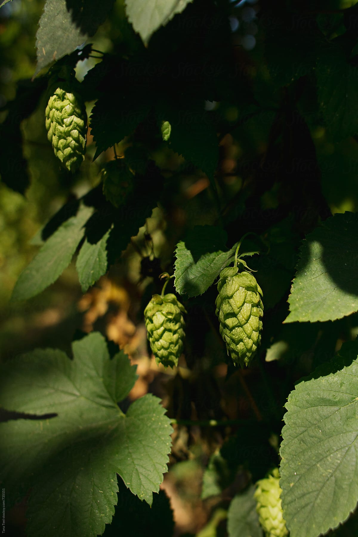 Rows of hop plants