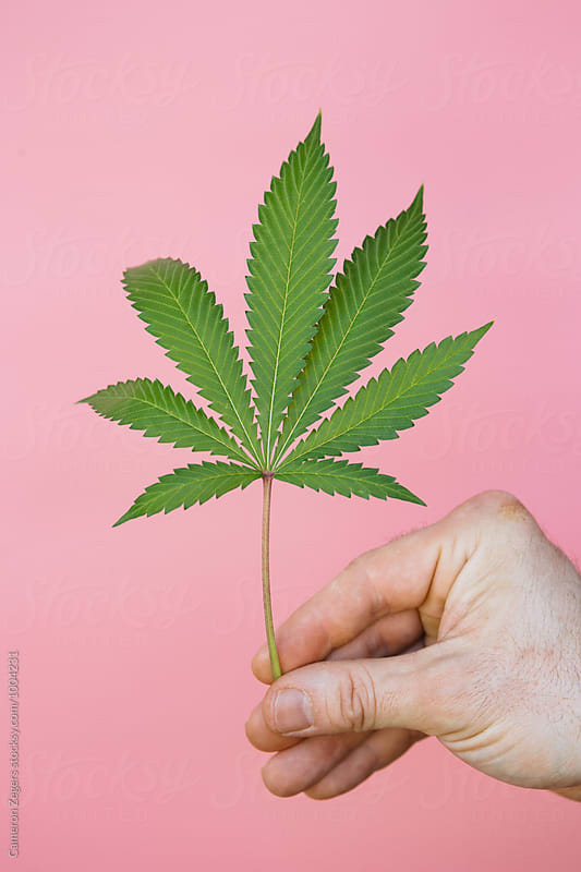 hand holding marijuana leaf on pink background