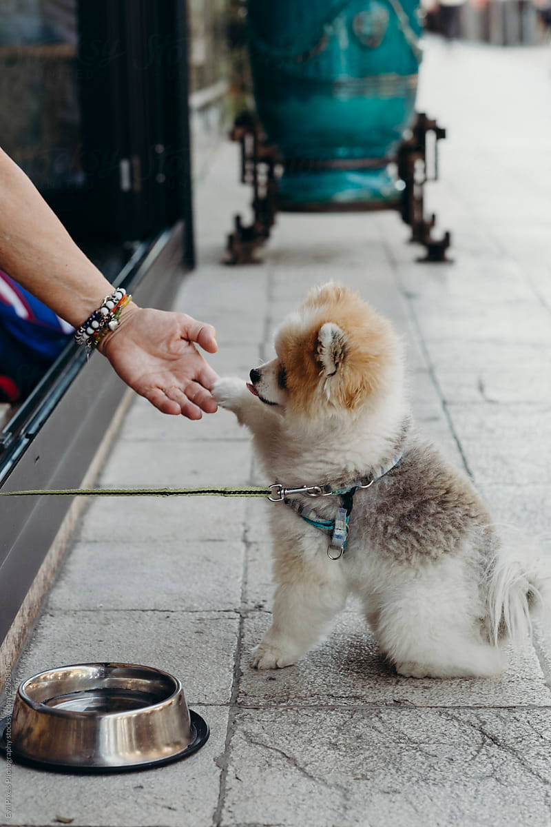 Cute pomeranian dog on the street