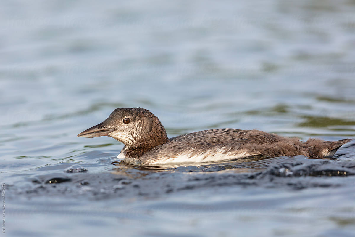 Common Loon Chick