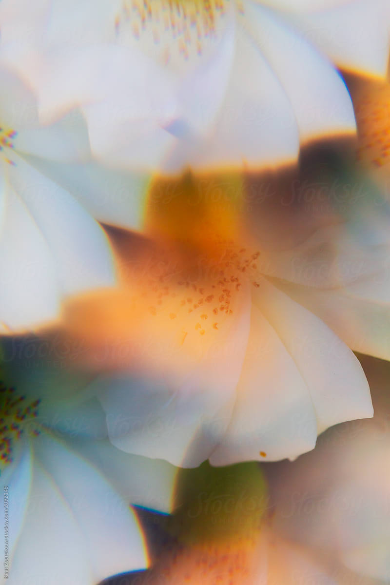 White roses photographed through prism