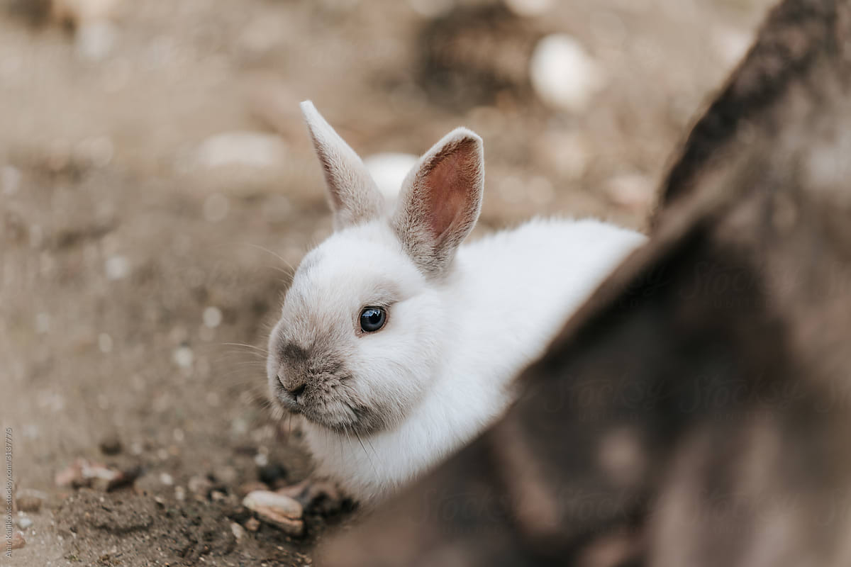 Cute fluffy white rabbit peeking round a tree