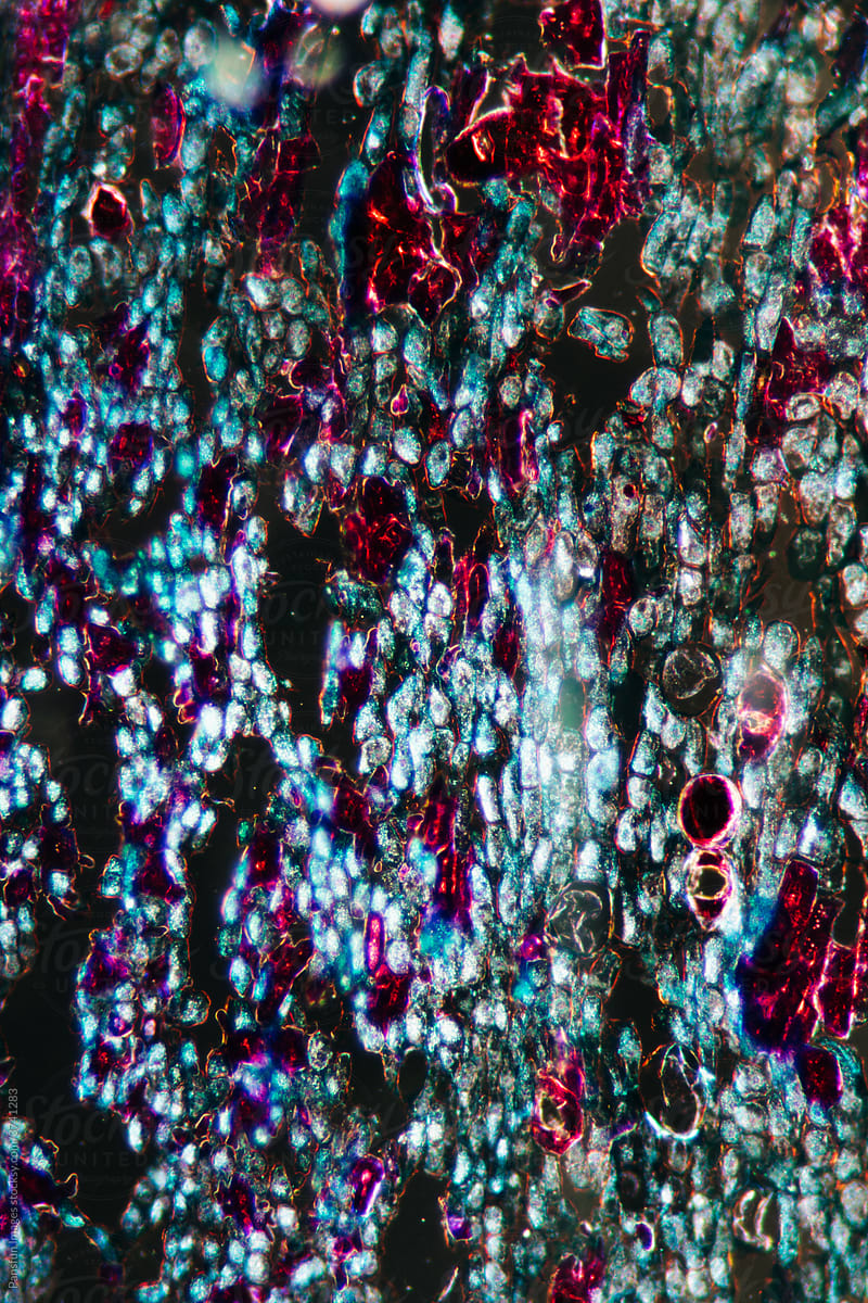Officinal magnolia bark plant cells micrograph