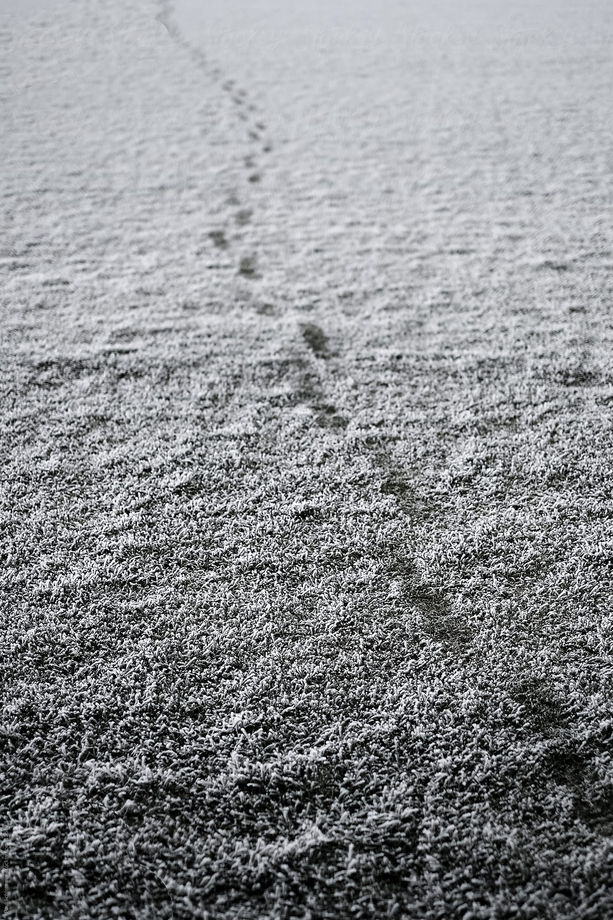 footsteps in a first snow