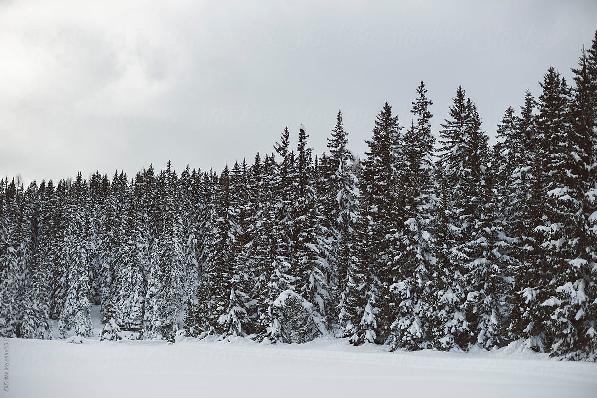 Winter landscape with snow and coniferous tree