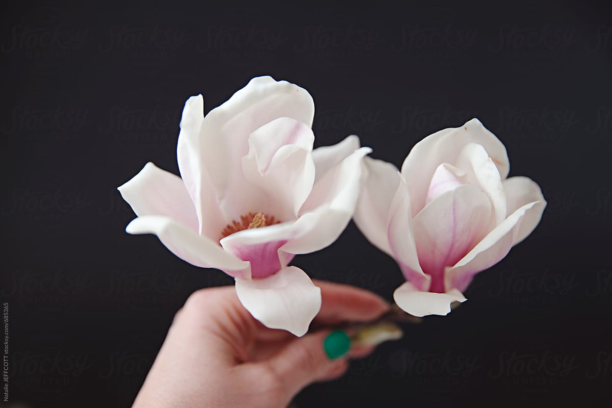 close up of hand picked magnolia flowers in bloom