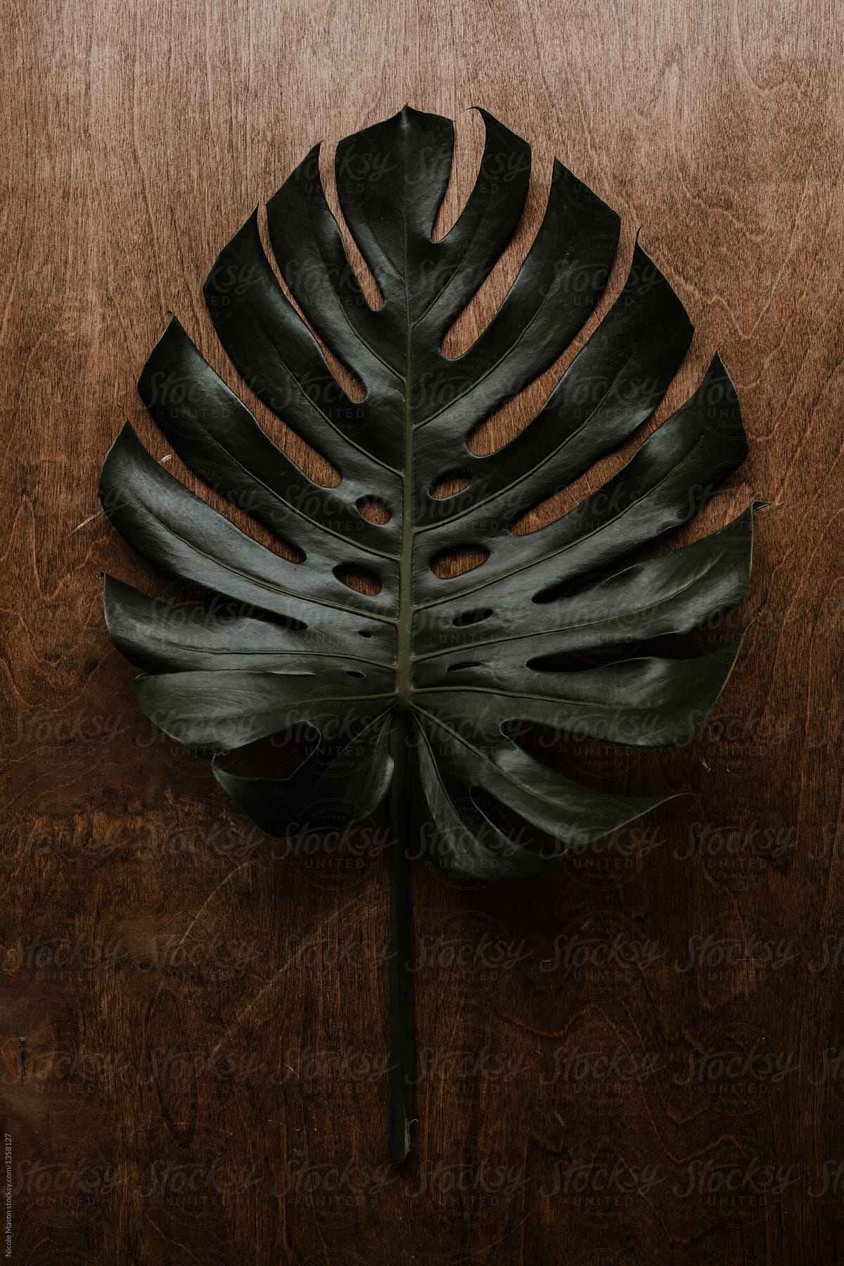 minimal green leaf on top of wood surface