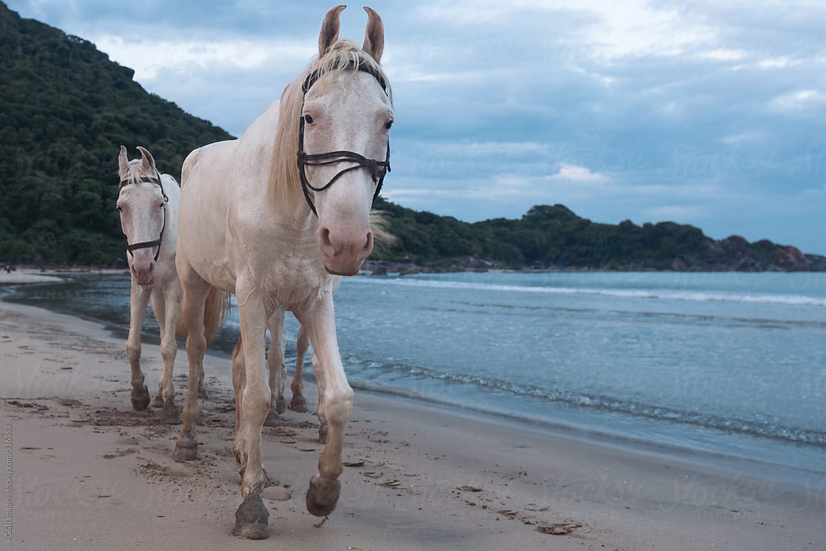 white horses walking on the beach