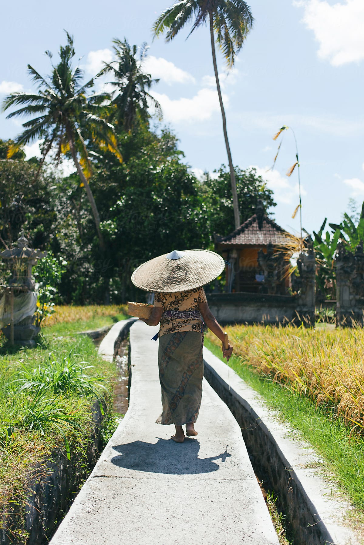 Traditional dressed indonesian woman walking thru the rice field.
