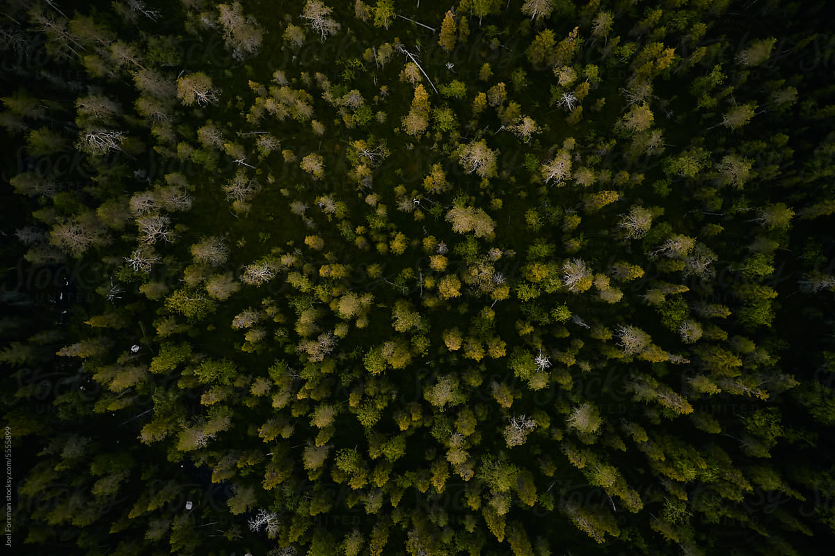 drone shot of a finnish forest
