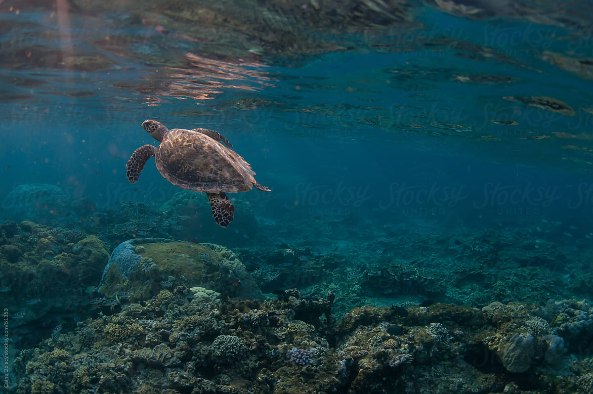Sea turtle swims towards surface over coral reef