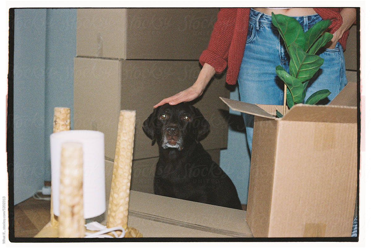 Portrait of a dog amongst the moving boxes.