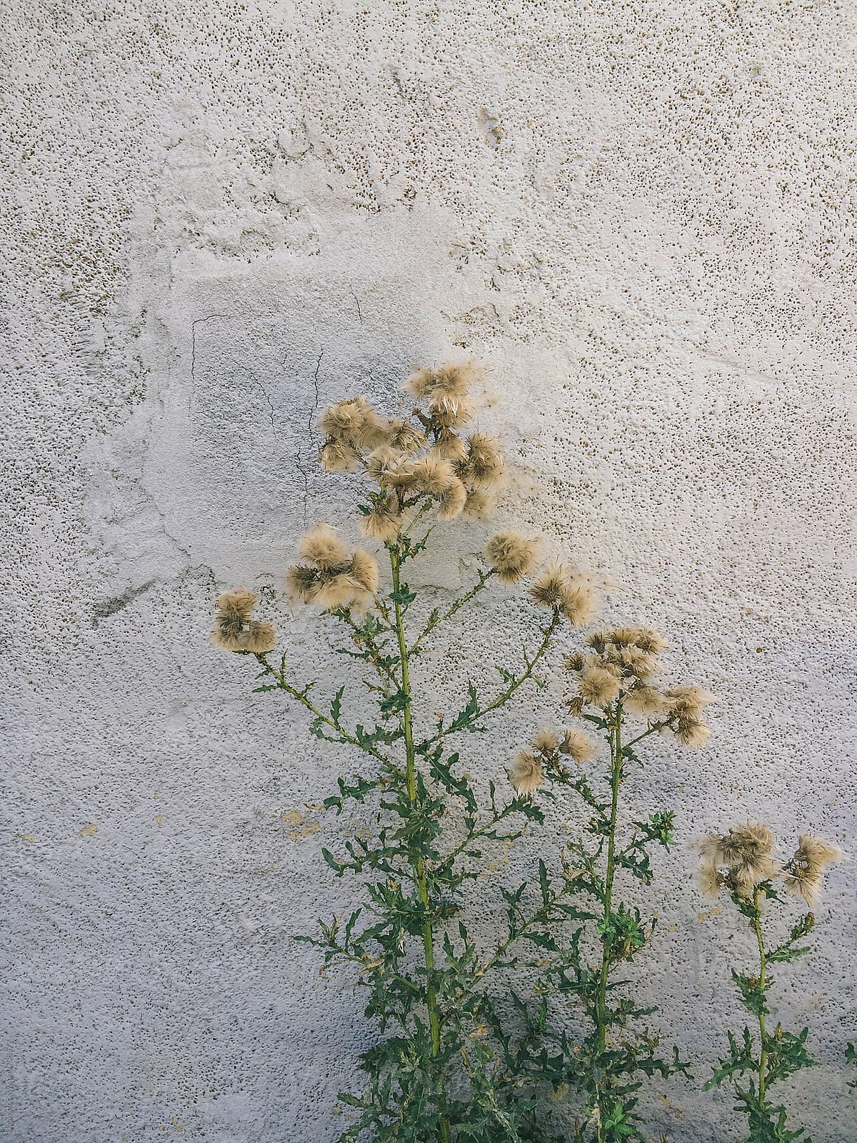 plant with seedheads against wall