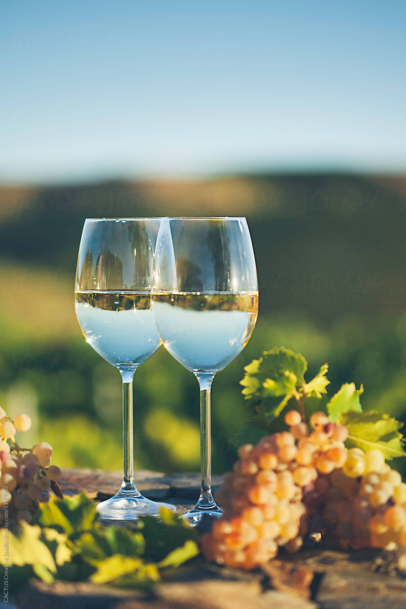 Glasses of white wine  in a vineyard.