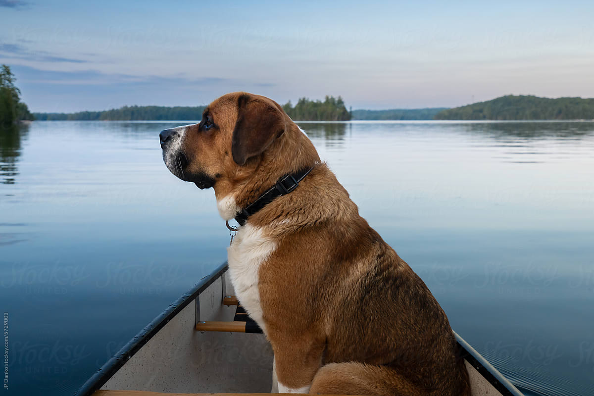 Large Dog Canoeing on Backcountry Lake