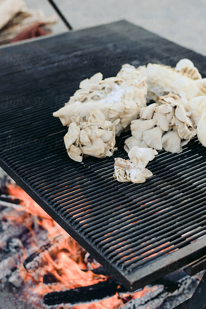 Giant Oyster Mushrooms Cooking on Open Fire Grill