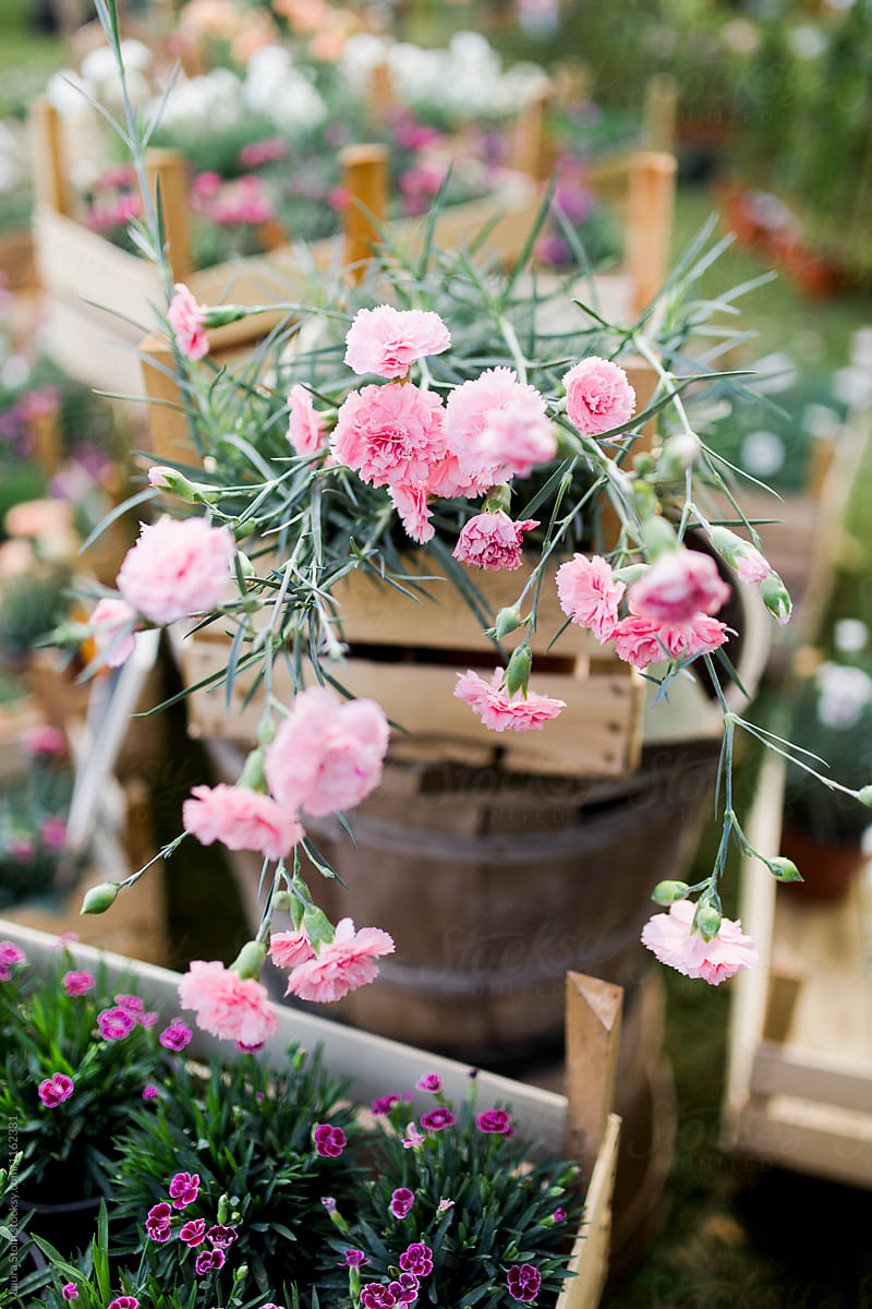 Pink carnations bouquet in wooden crate and other flowers in crates