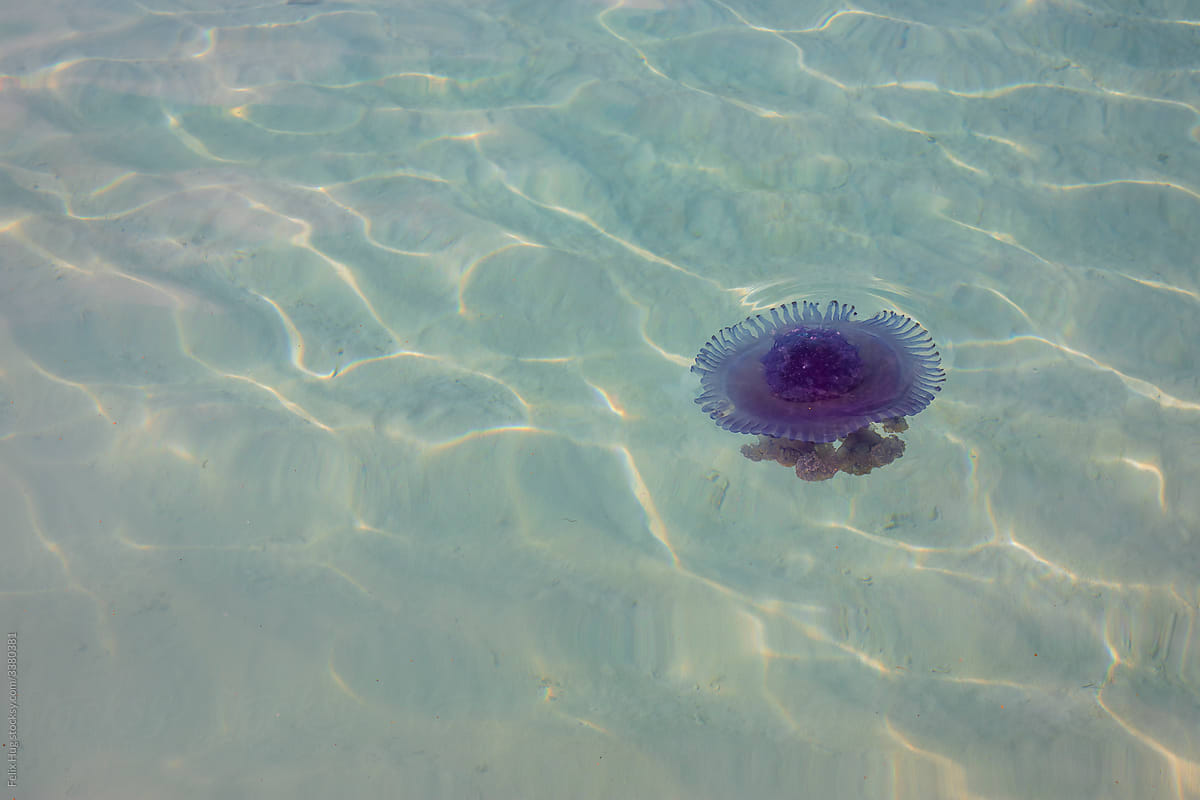 A Crown jellyfish floats in the shallow waters of the Maldives
