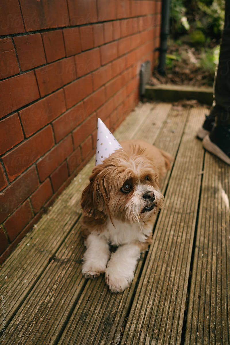 Cute dog in a birthday hat during a party