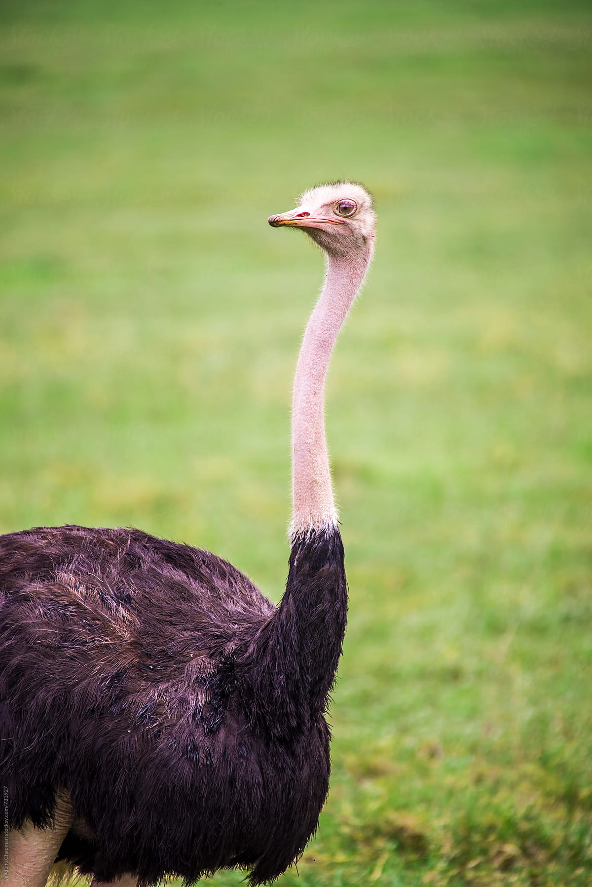Side profile of a male ostrich