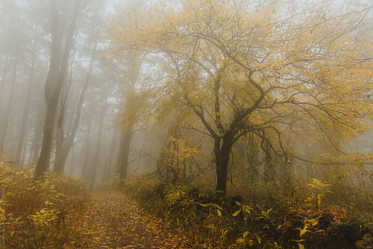 A tree colored with autumn leaves in a foggy forest.