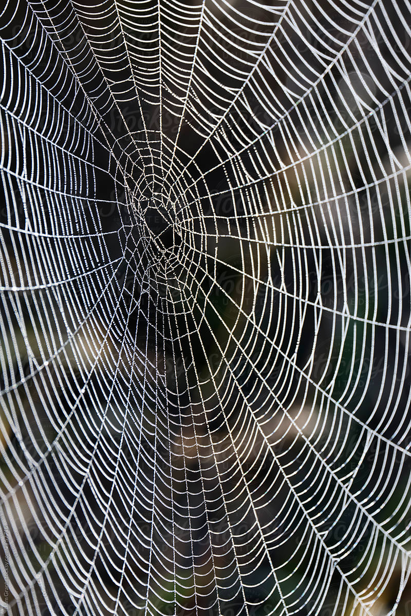 Detail of a spider web covered in dew droplets. Norfolk, UK.