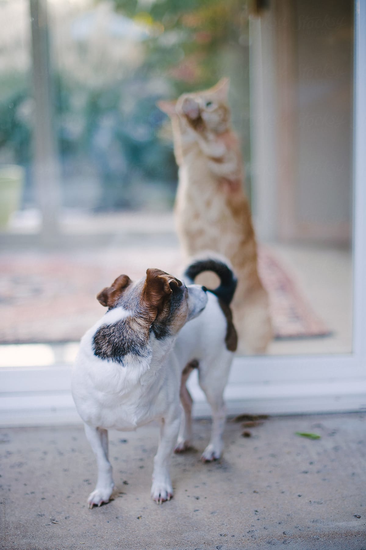 Jack Russell Dog Outside Looks at Tabby Cat Inside