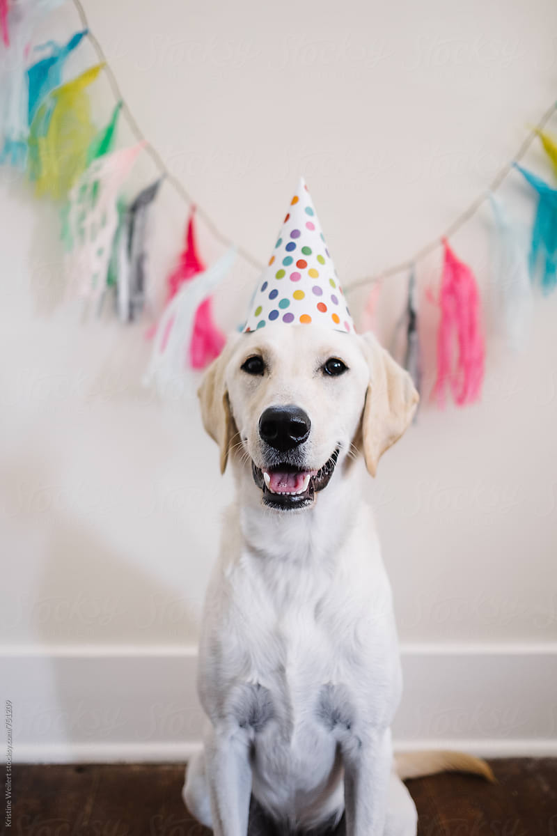 White dog celebrating birthday