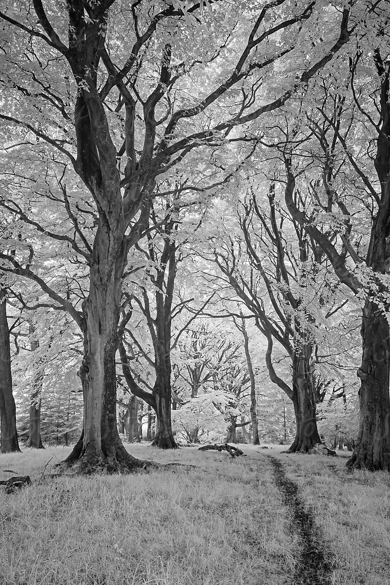 Monochrome infrared image of beech trees, Scotland, UK.